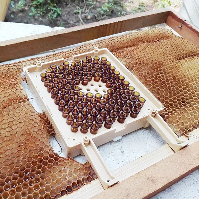 1 комплект Jenter Набор для Пчеловодства Раздаточная Коробка Для Разведения Высокоприемлемого Первичного Пластикового Инкубатора Коробка Для переноса яиц и Личинок Червей